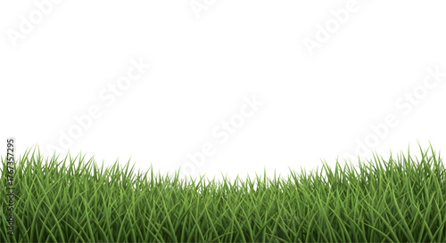 Fresh Grass Field in Sunrise Colors On White