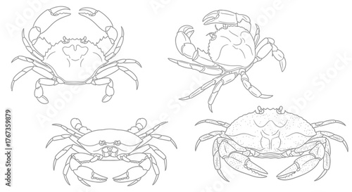 Four detailed line drawings of crabs show various poses and anatomical features.