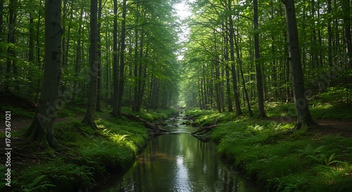 Tranquil Forest Stream - A Serene Landscape of Natures Beauty.