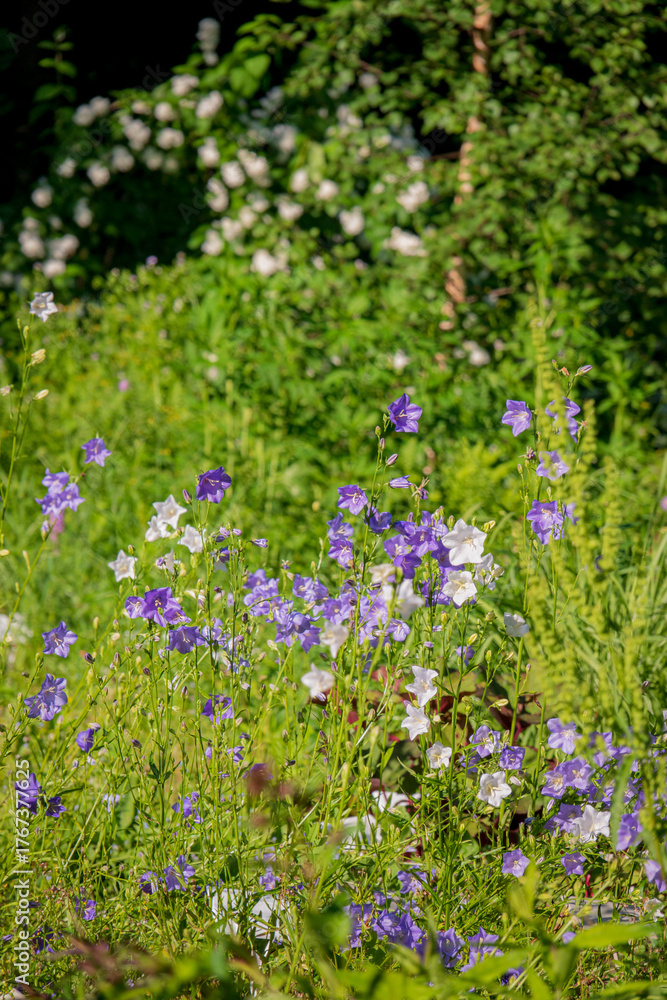 Fototapeta premium Wildflowers in shades of purple and white flourish under the sun in a lush green meadow
