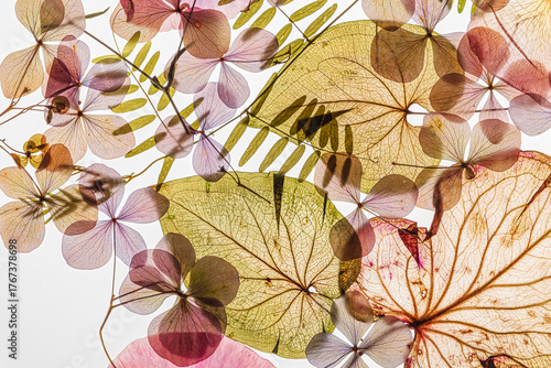 Delicate leaves and blooms are arranged artfully, displaying vibrant colors and textures