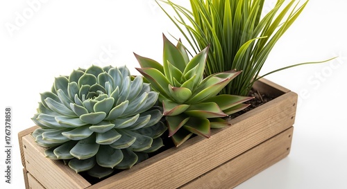 Succulent Garden - A Trio of Greenery in Rustic Wooden Planter.