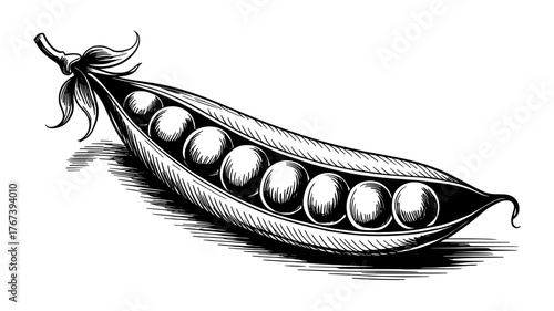 an open pea pod with peas, created using cross-hatching for detailed texture and shading.