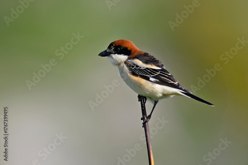 Woodchat shrike // Rotkopfwürger // (Lanius senator) 