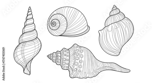 Collection of four detailed black and white line drawings of various seashells.