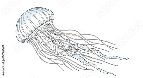 Detailed illustration of a translucent jellyfish with flowing tentacles on a white background.