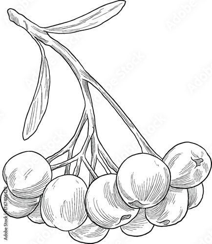 Hand Drawing Botanical Sketch of Maqui Berry (Aristotelia chilensis)