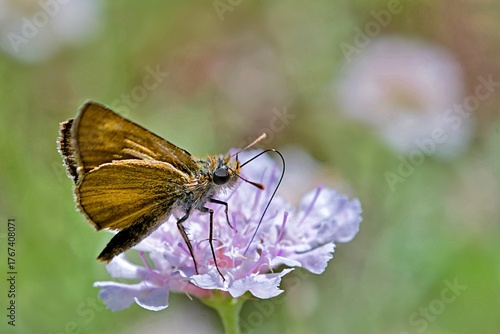 Lulworth skipper (Thymelicus acteon) is a butterfly of the family Hesperiidae, Greece