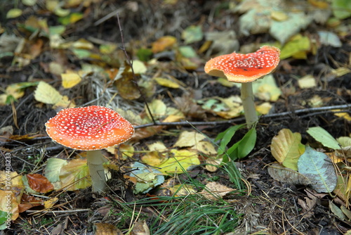 Bild auf Leinwand Close‑up of a red fly agaric mushroom with white spots growing on the forest floor among fallen leaves, twigs, and moss