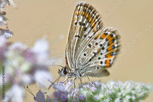 Plebejus is a genus of butterflies in the family Lycaenidae, Greece