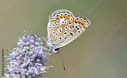 Common Blue - Polyommatus icarus, Greece 
