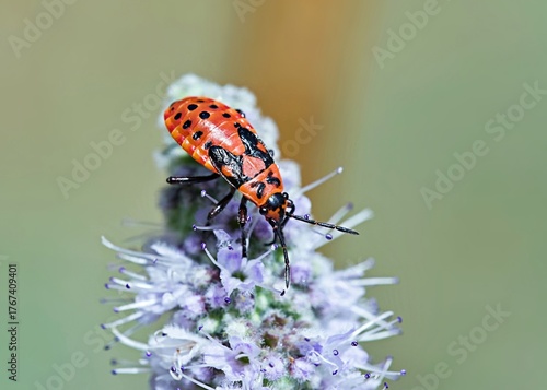 Spilostethus saxatilis is a species of bugs belonging to the family Lygaeidae, Greece