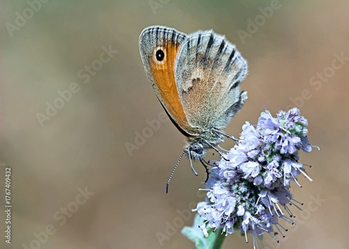 Small heath (Coenonympha pamphilus), Greece