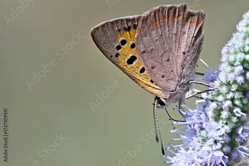 Small Copper - Lycaena phleas, Greece