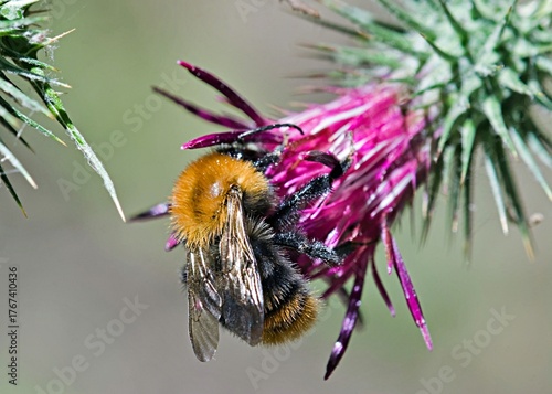 Bombus pascuorum, the common carder bee, is a species of bumblebee, Greece