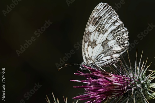 Marbled White - Melanargia galathea, Greece