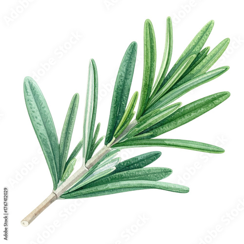 A sprig of fresh, green, needle-like herbs with a light brown stem against a black background
