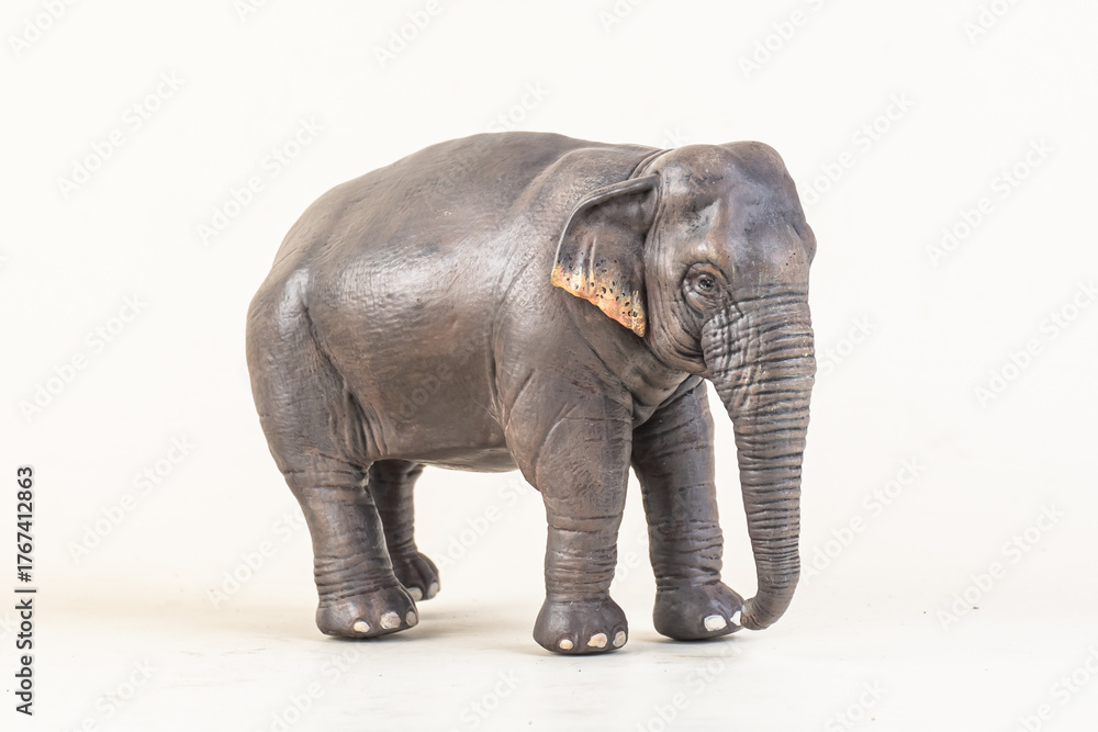 Fototapeta premium asian elephant on isolated background