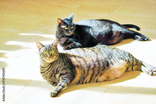 床暖房きいたフローリングの部屋で寝転がって日向ぼっこする二匹の飼い猫