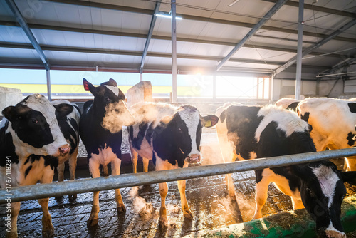 Cows of black and white color in winter on a livestock farm, are busy eating hay