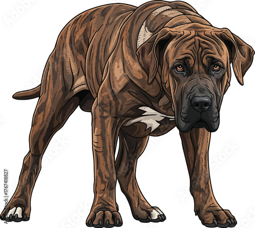 fila brasileiro dog crouched alert stance vector illustration