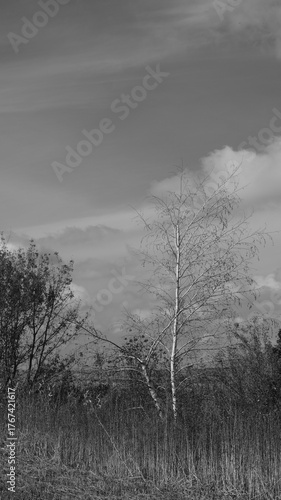 misty morning in the forest