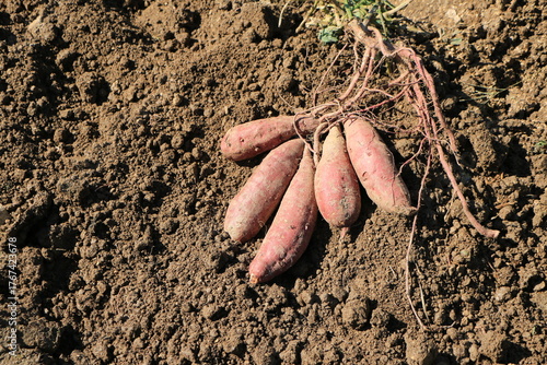 掘り起こされたばかりのサツマイモ