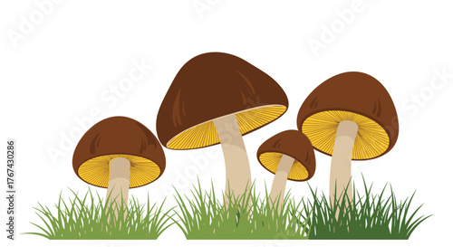 Illustration of a group of brown mushrooms growing in green grass with yellow gills.