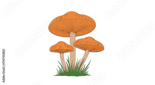 Three orange mushrooms with detailed gills grow in a clump of green grass on a white background.