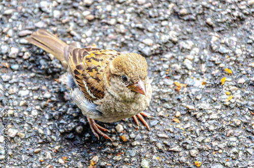 sparrow on the ground