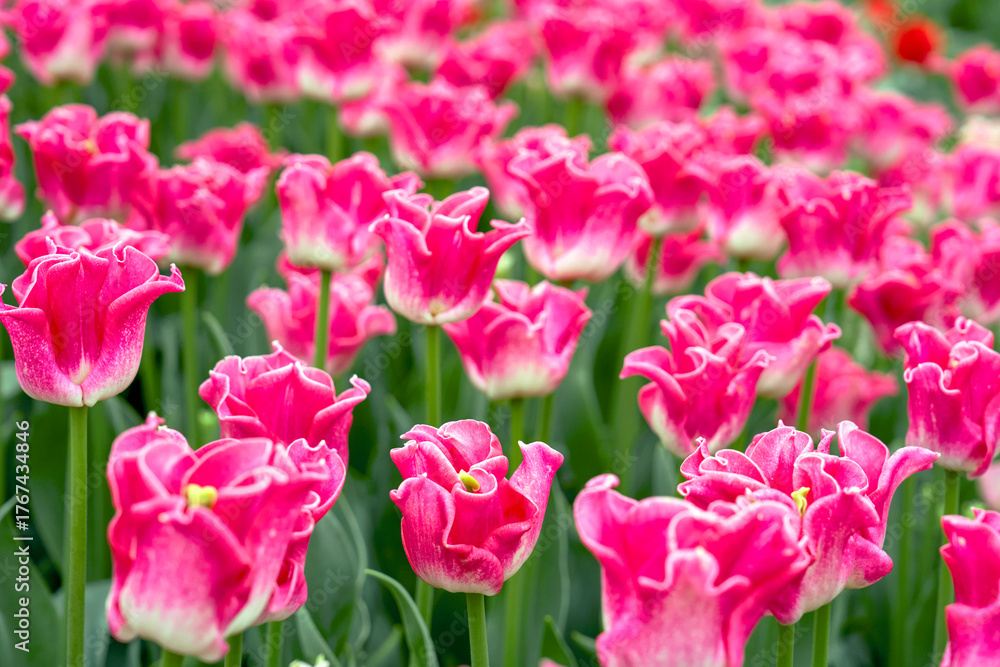 Fototapeta premium Tulips the Crown of Dynasty in blossom, the Netherlands