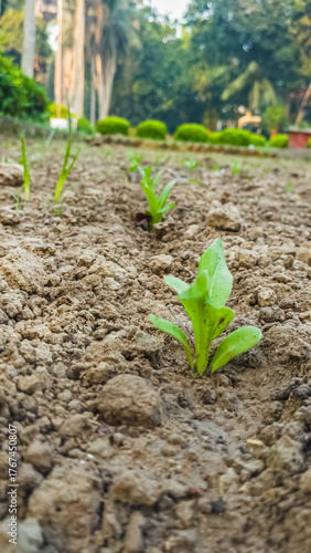 Fresh Seedlings Emerging From Rich Soil in a Quiet Garden Setting, Early Growth for Green Living