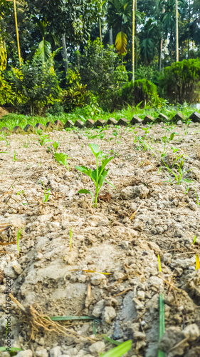 Young Green Sprouts Emerging From Fresh Soil in a Quiet Garden Setting
