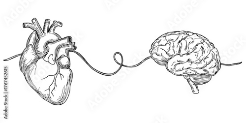 Human heart and brain connected by a wire, illustrating the intrinsic link between intellect and emotions, a holistic mind body concept.