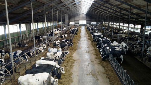 Photography Wide view of dairy cows resting and eating hay in a modern, ventilated barn