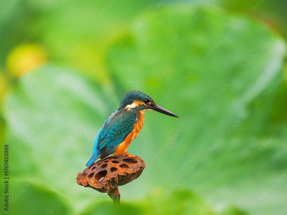 Fototapeta premium kingfisher on a branch
