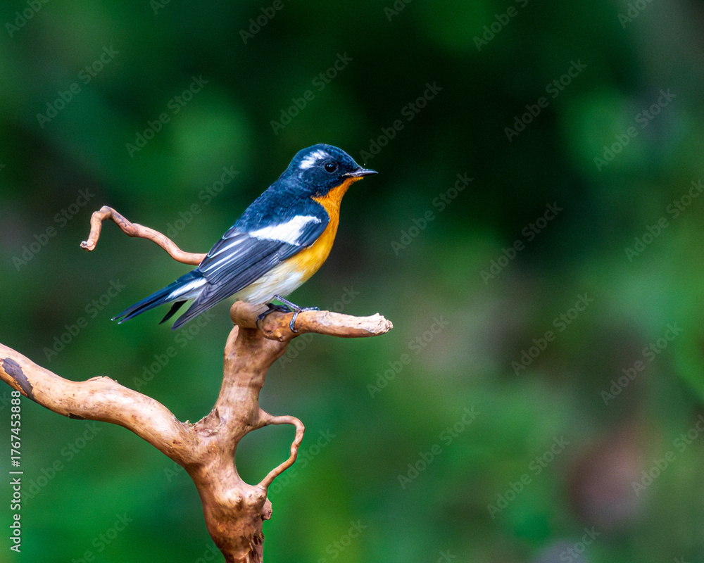 Fototapeta premium blue tit perched on a branch