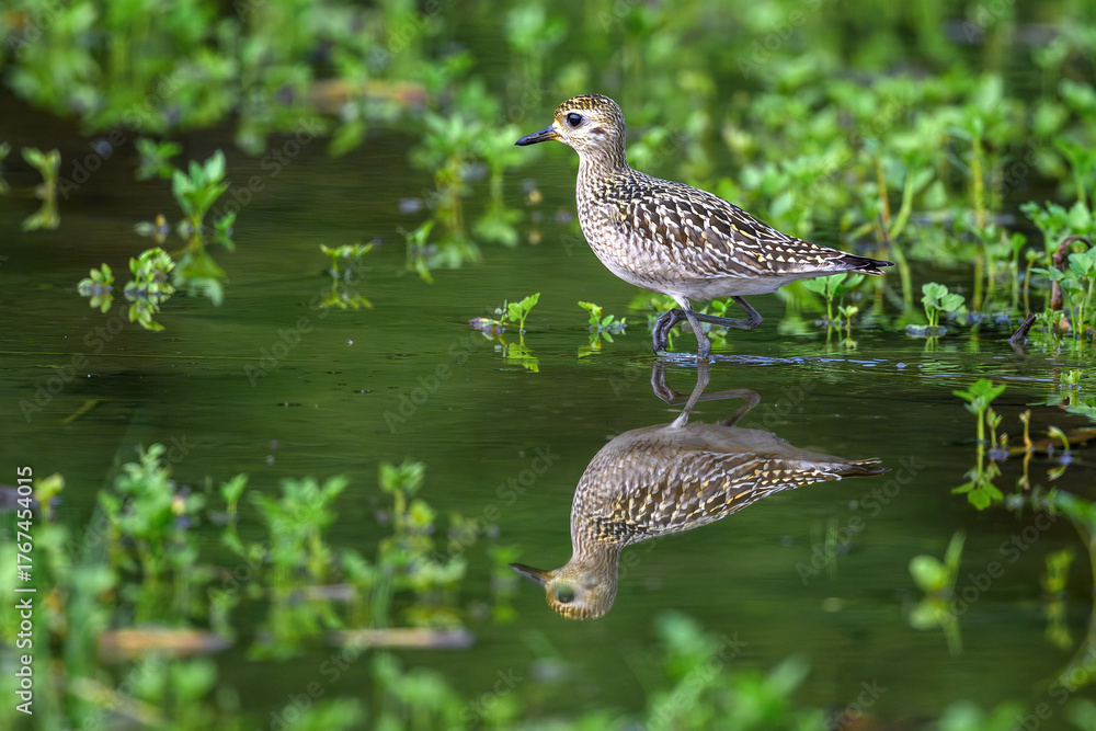 Fototapeta premium wild duck in the swamp