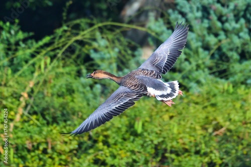 common buzzard in flight