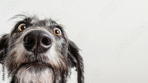 Surprised Scruffy Dog Face Up Close, Wide-Eyed Wonder, Perfect for Pet Care Ads and Humorous Content Design