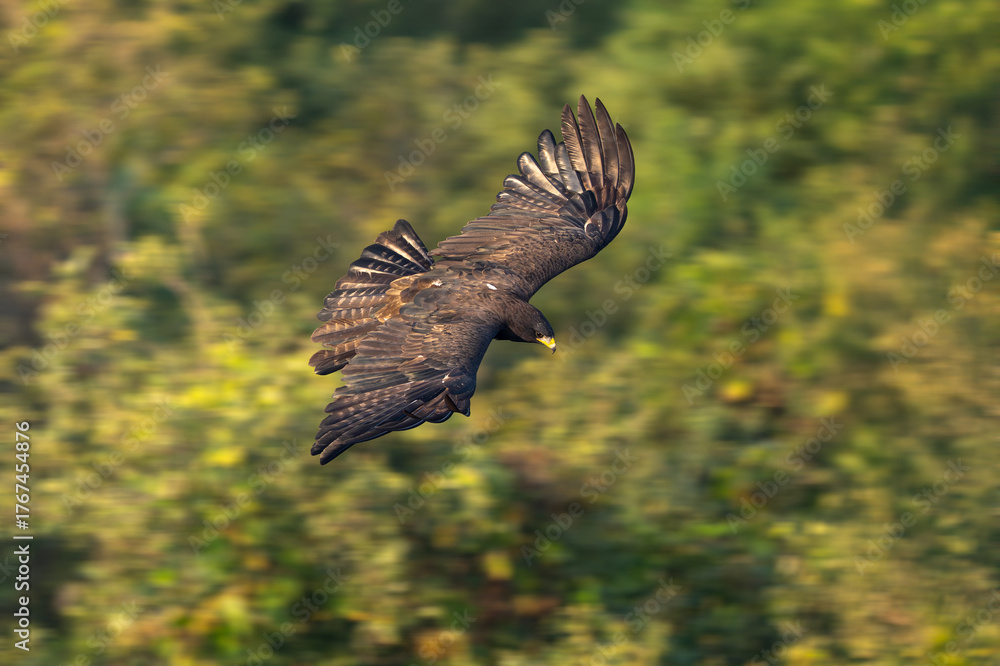 Fototapeta premium red tailed hawk in flight