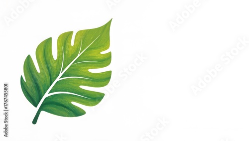 green leaf isolated on white