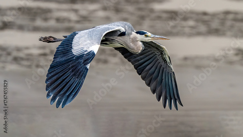 Photos great blue heron in flight