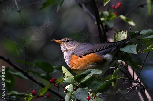 robin on the fence