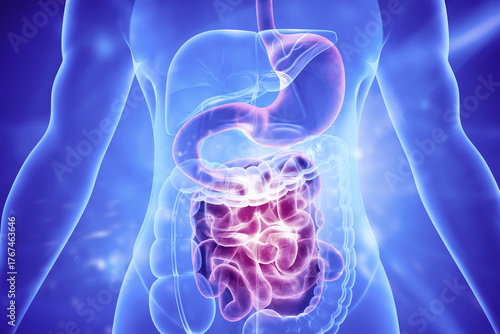 Human digestive system, stomach, large and small intestine. 3d illustration