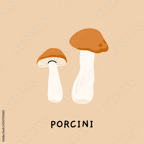 Botanical illustration of porcini mushroom, vintage educational poster with labeled edible fungus, vector flat drawing in naturalistic style