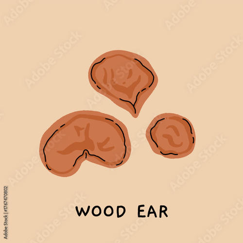 Botanical illustration of wood ear mushroom, vintage educational poster with labeled edible fungus, vector flat drawing in naturalistic style