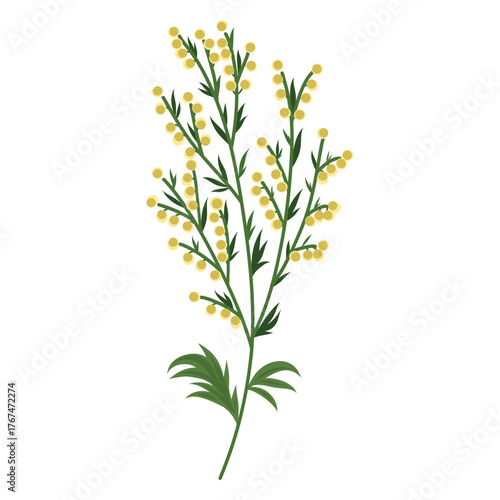 Sagebrush sprig vector illustration, Hand drawn Sage herb. Botanical element, twig with yellow flowers and leaves, sprig, plant