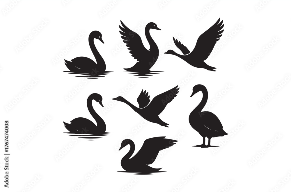 Fototapeta premium Silhouettes of black swans in various poses on calm waters
