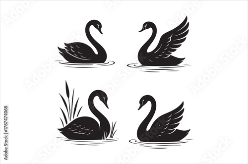 Elegant black swans swimming in calm water with reeds below